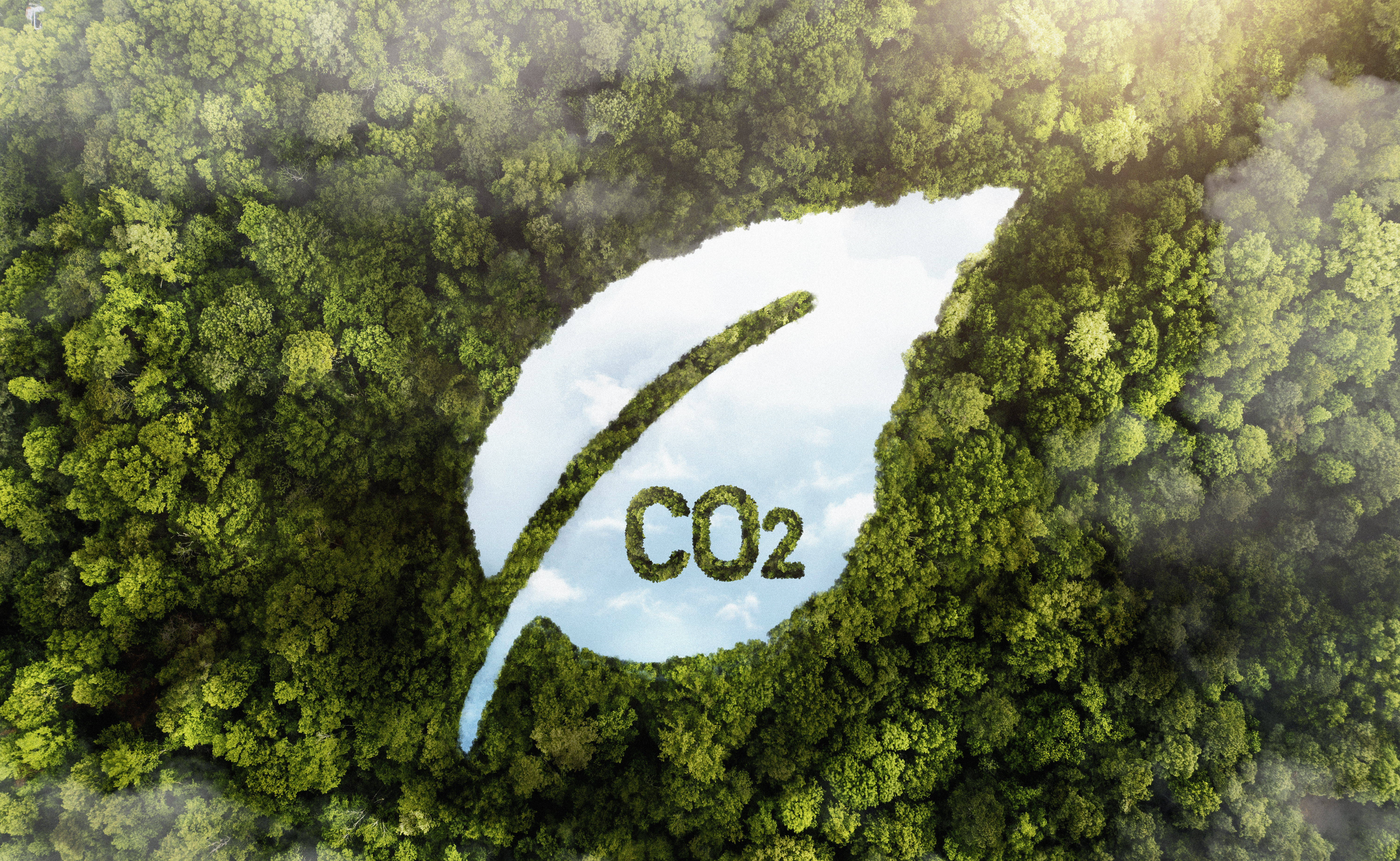 view-green-forest-trees-with-co2.jpg